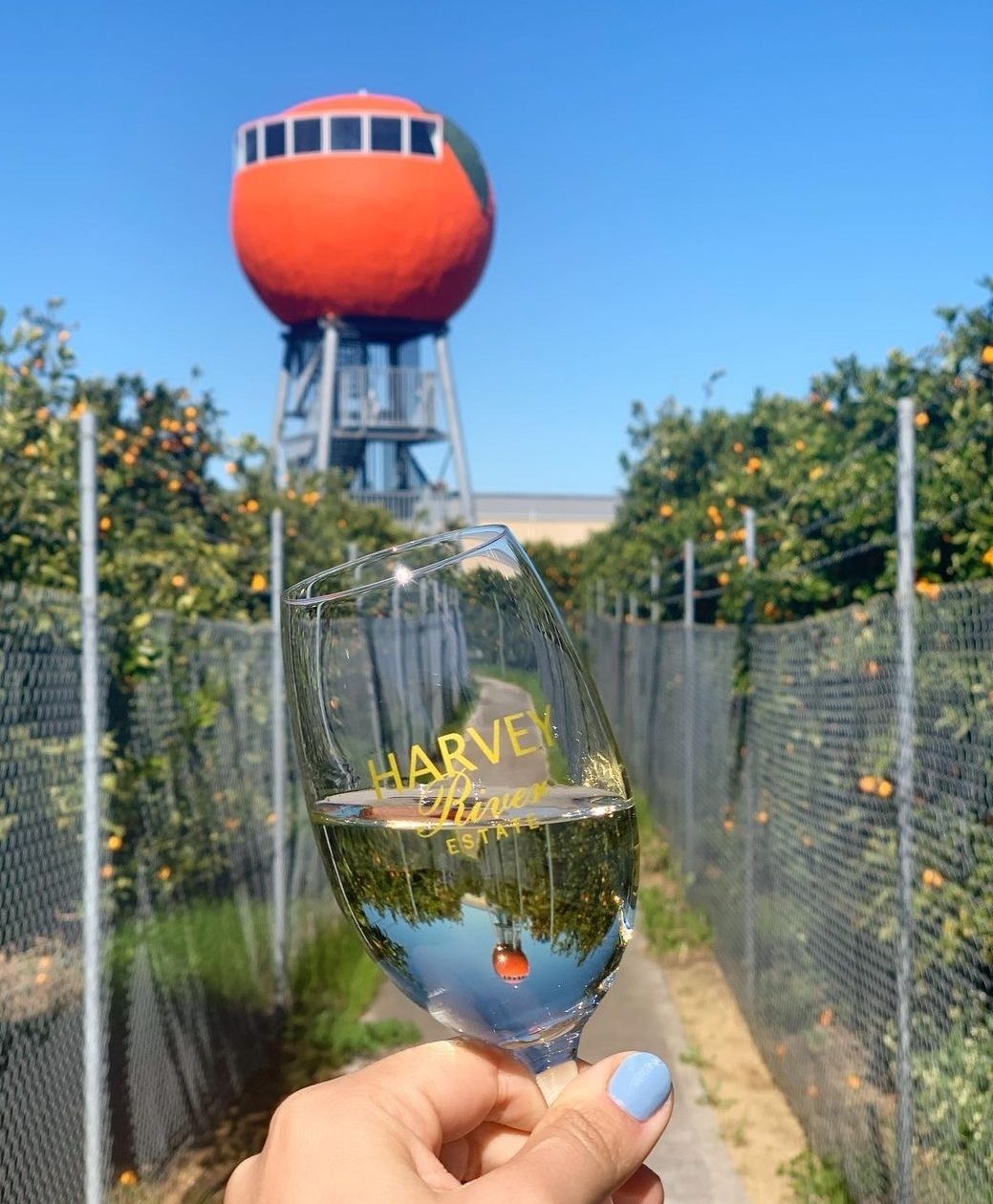 Harvey-River-Estate-Wine-glass-with-Big-Orange-in-the-background-e1701331502284.jpg