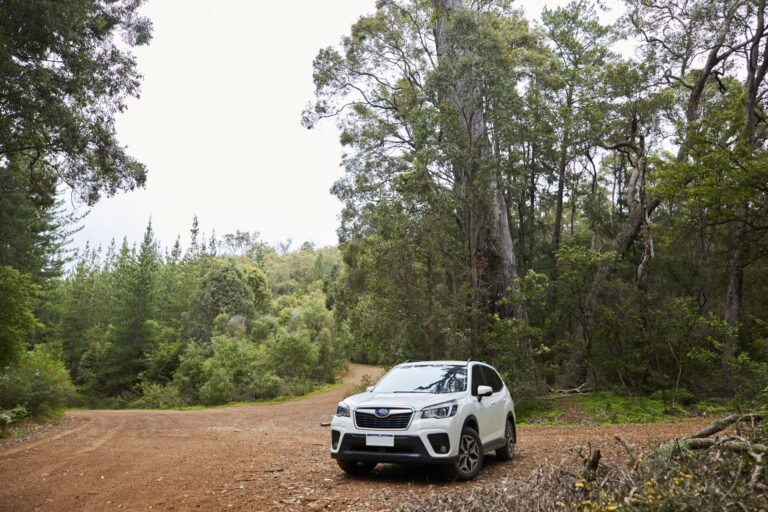 Car at Big Tree Jarrah Hadfield