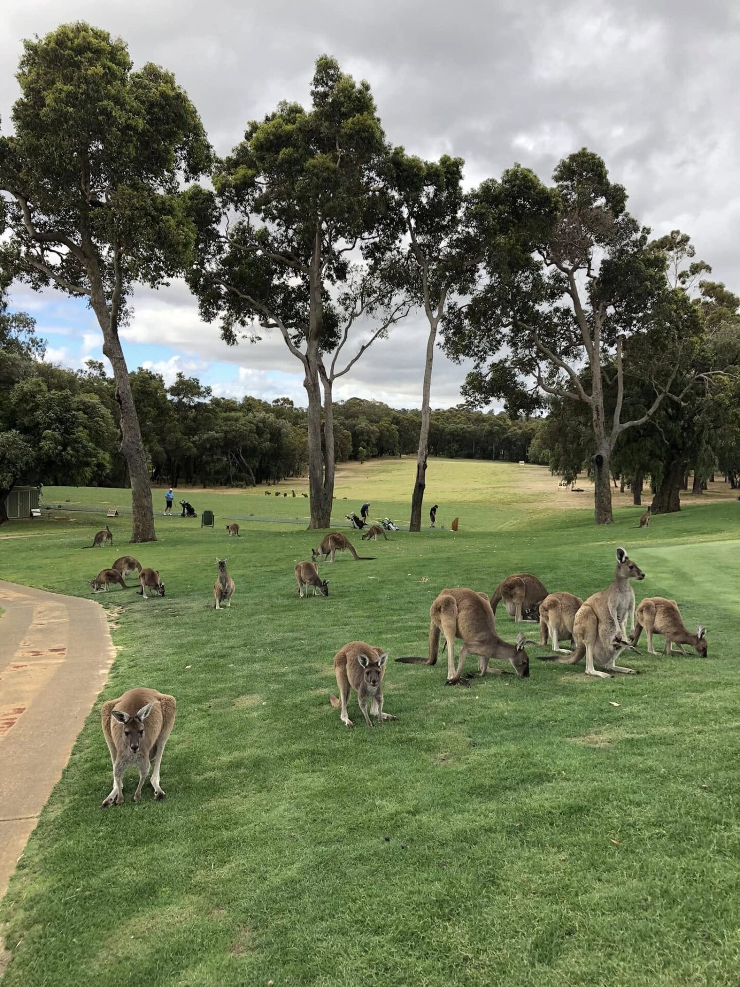 Bunbury-Golf-club-Kangaroos-1440x1920.jpg