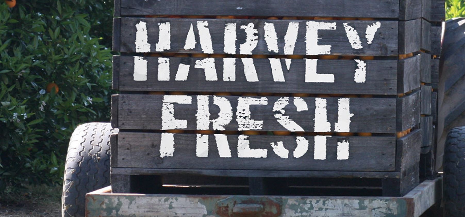 Harvey-Fresh-3.jpg