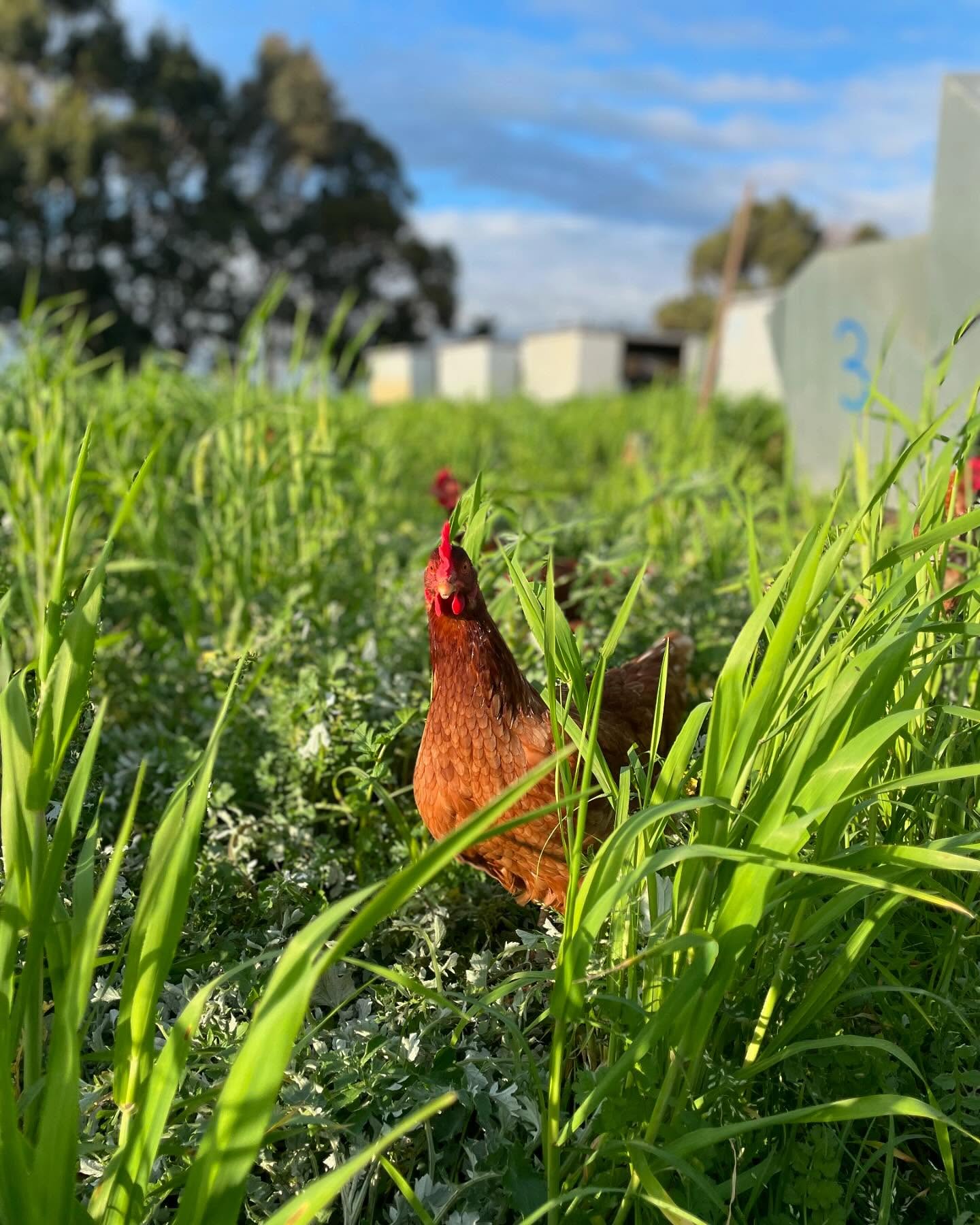 Runnymede-Chicken.jpg
