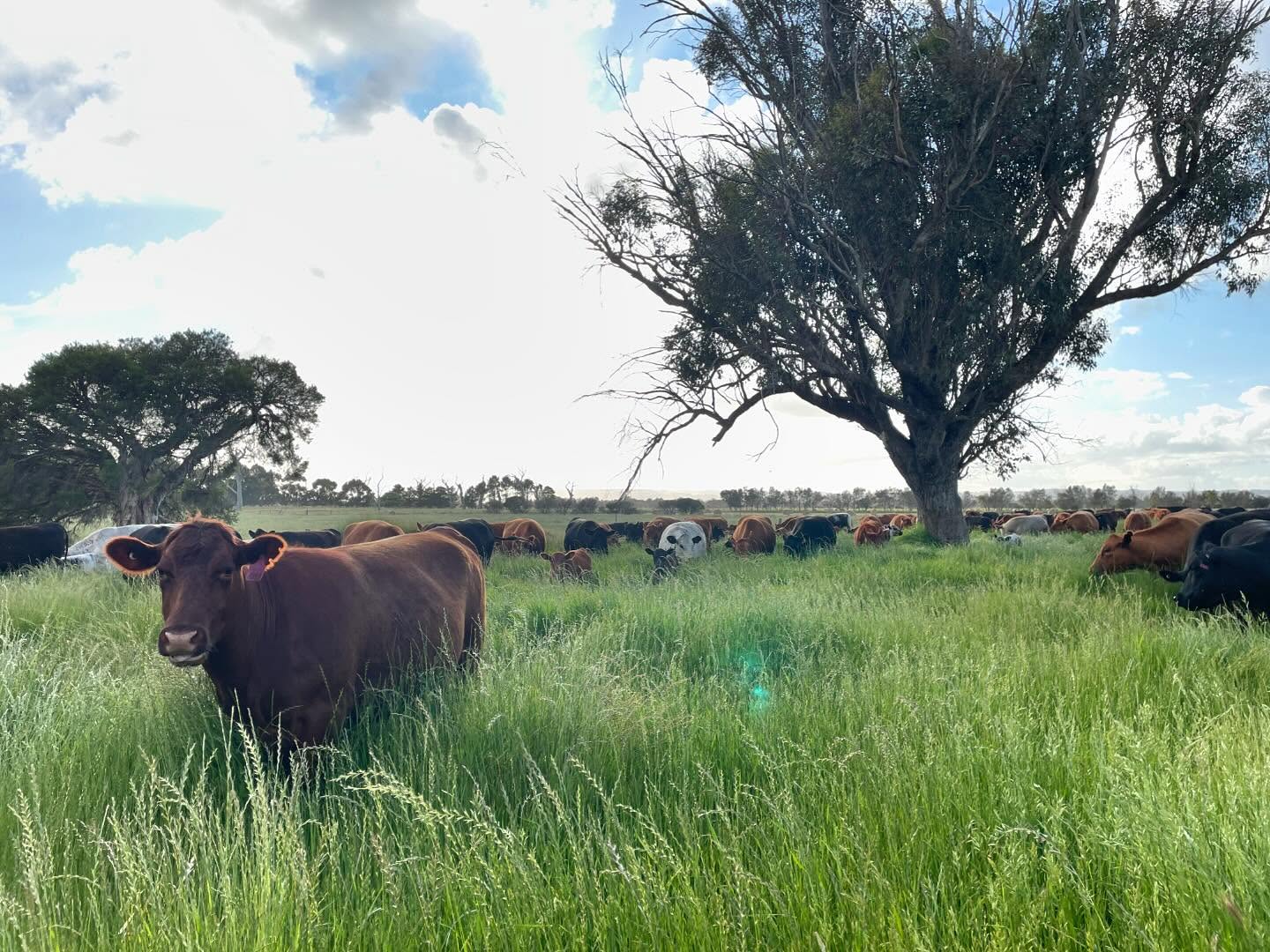 Runnymede-Cows.jpg