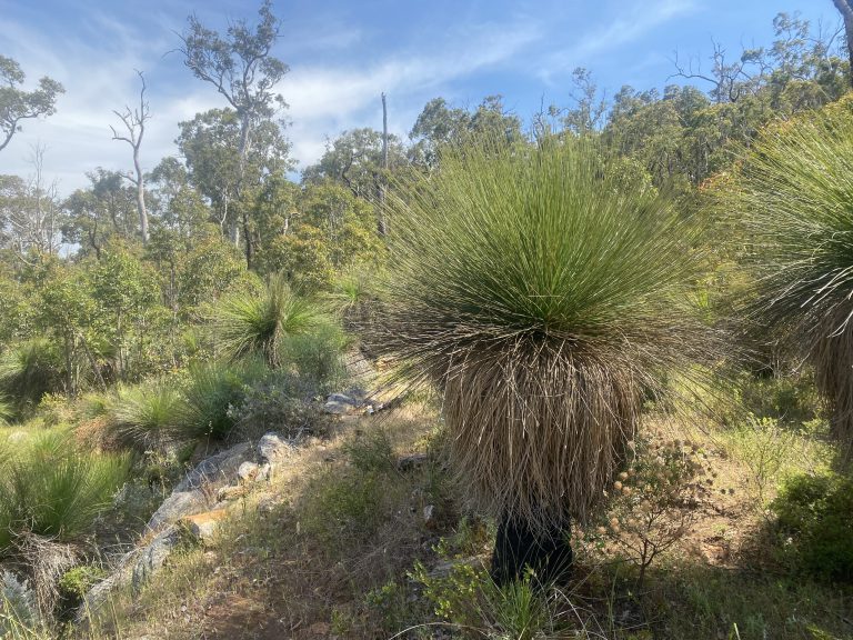 Grass Trees at Korijekup Conservation Park