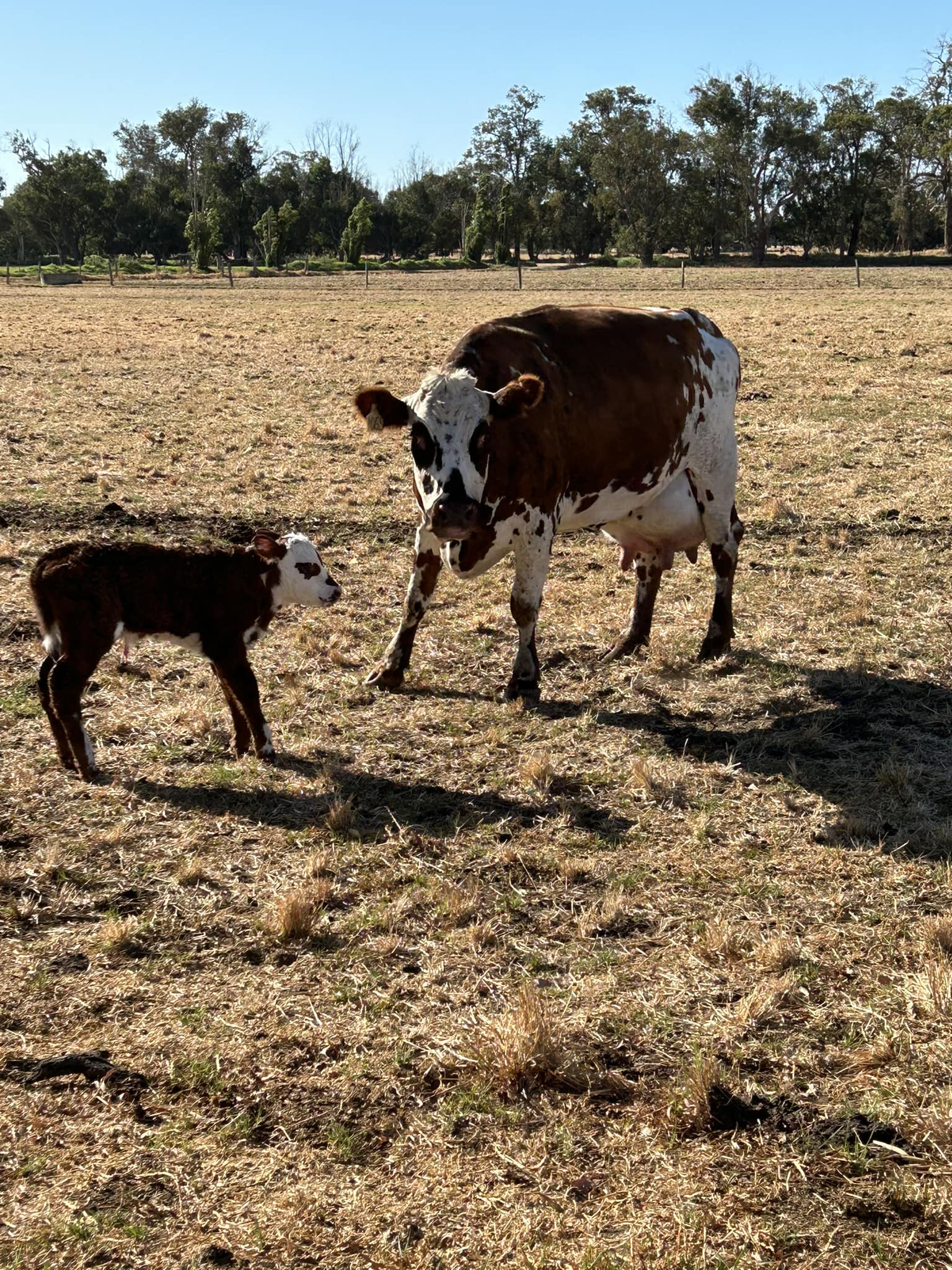 Halls Family Dairy - Baby Cow