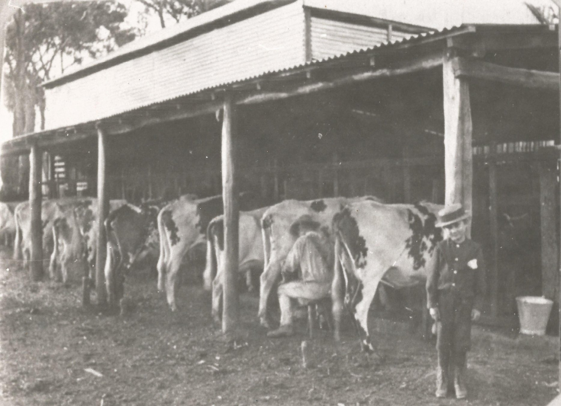 Milking-by-hand-Moojelup-1890s-Credit-Memories-of-Harvey.jpg