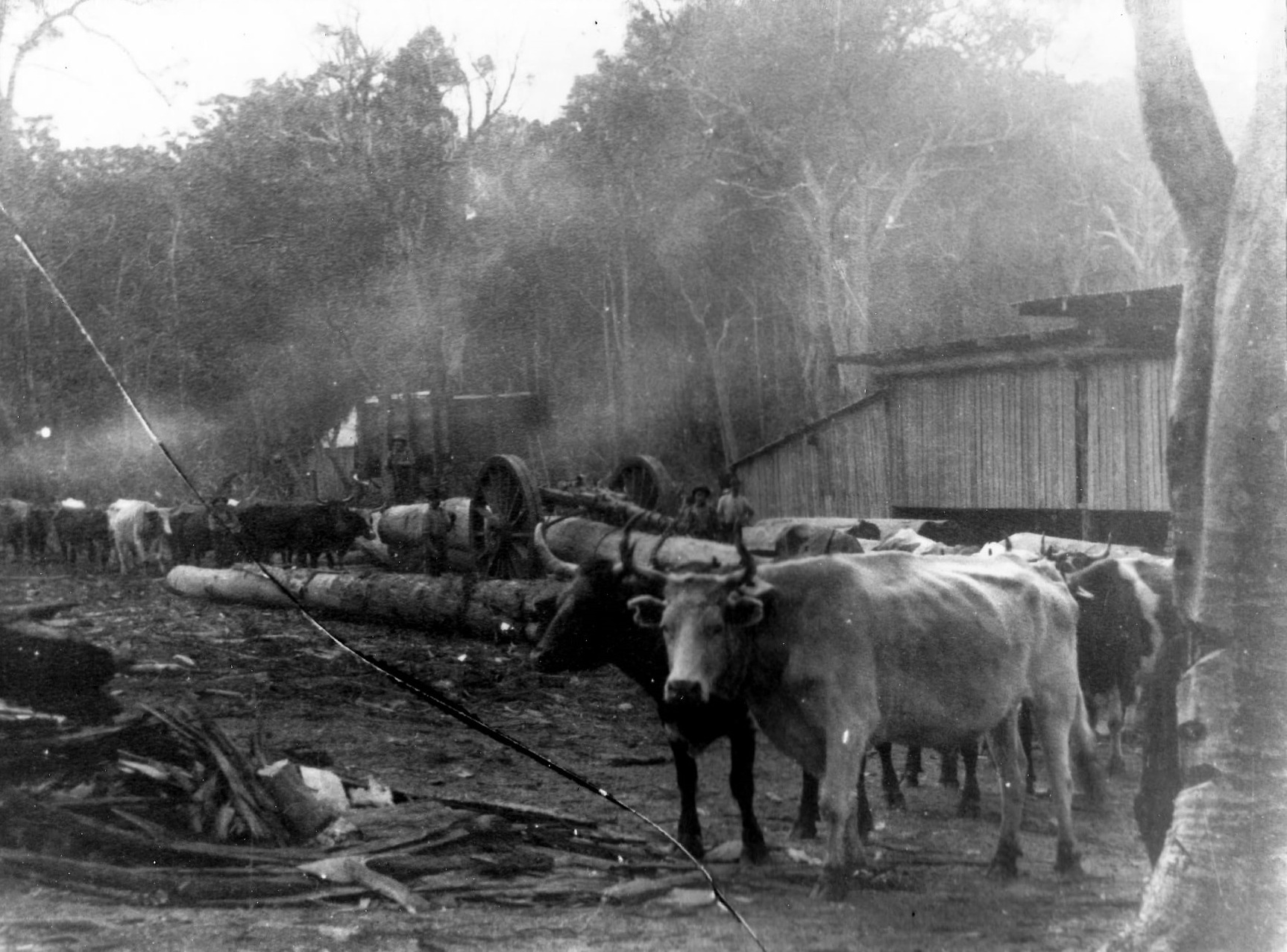 Williams-Co-Mill-near-Cookernup-1898-Credit-Charles-Fattorini-BW.jpg