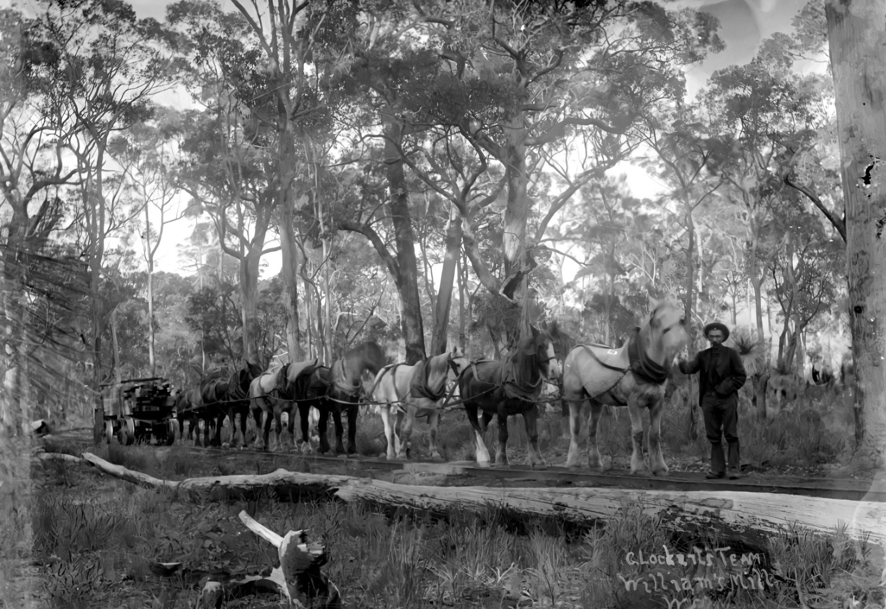 Williamss-mill-Dix-Road-near-Cookernup-1894-Credit-Charles-Fattorini-lr.jpg