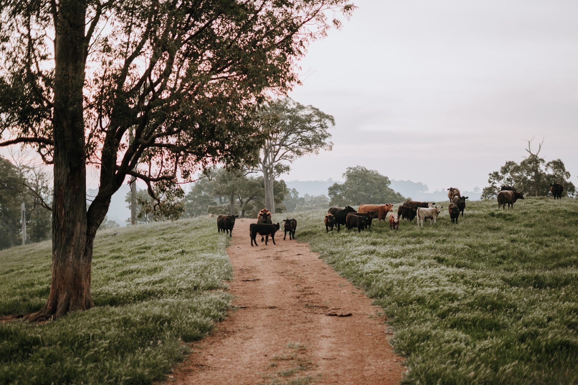 Edith-Valley-Cows-1920x1280.jpg
