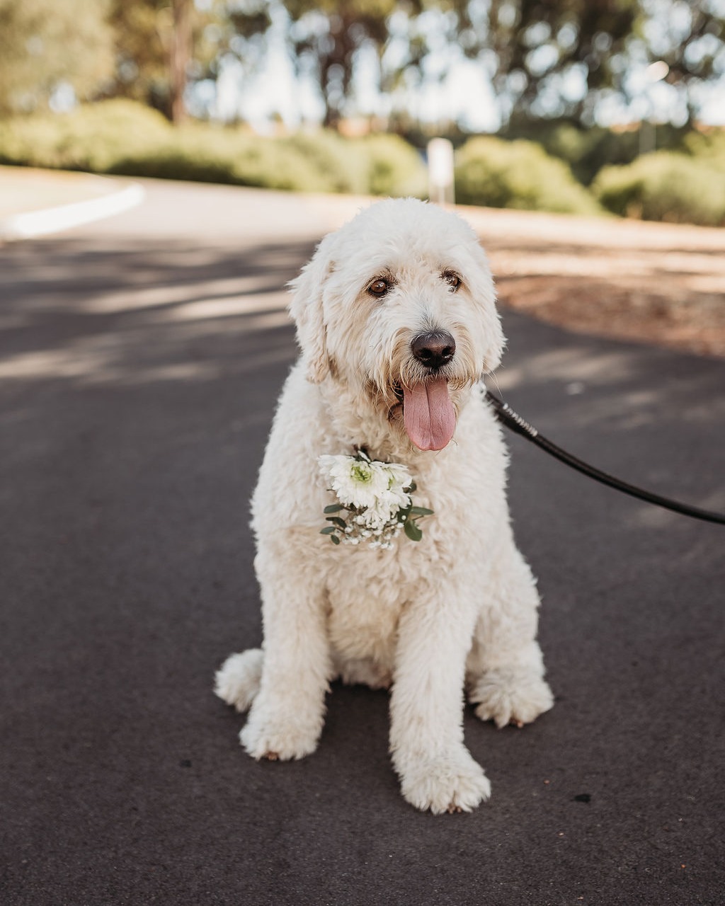 Edith-Valley-Wedding-Dog.jpg