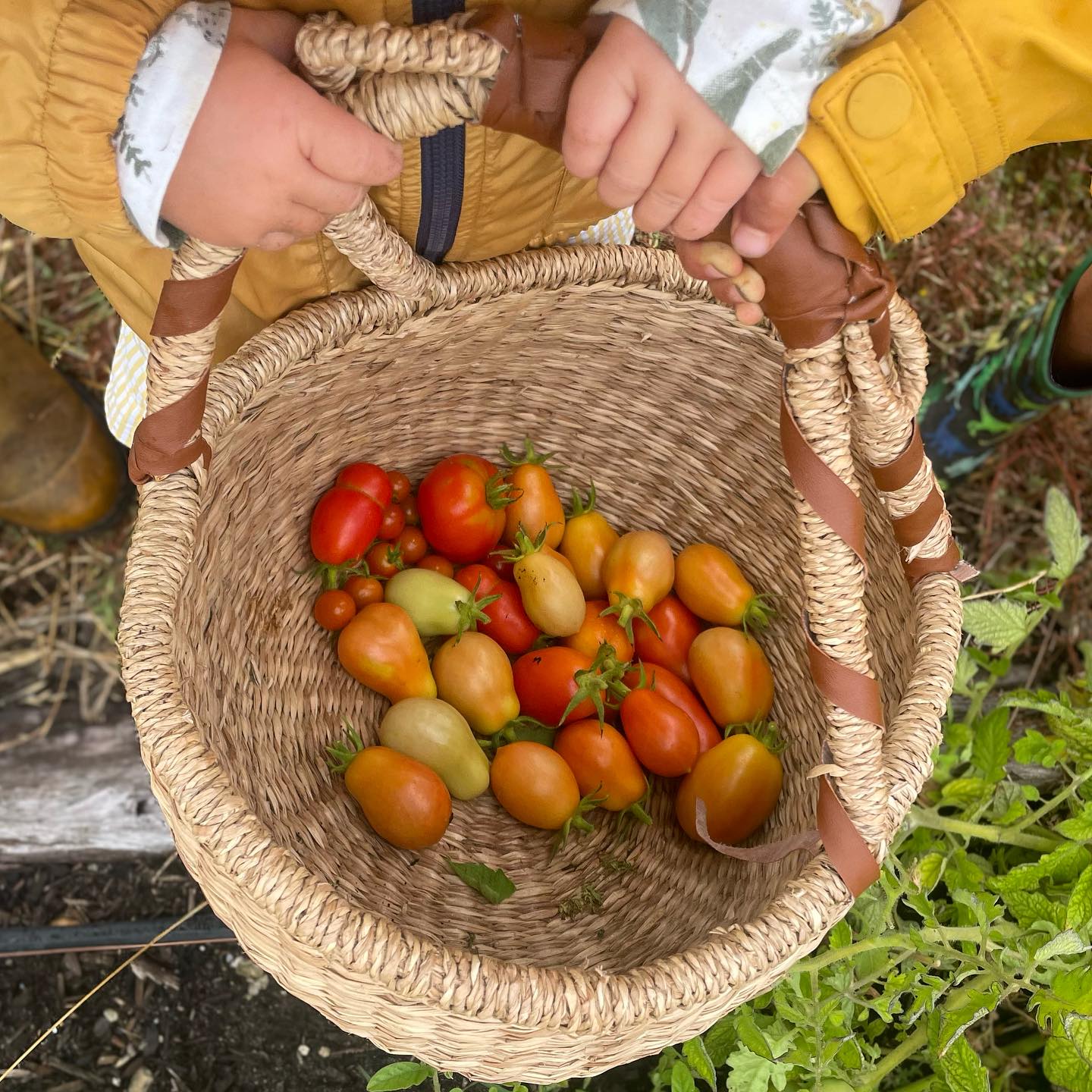 Fresh-Track-Farm-tomatoes.jpg