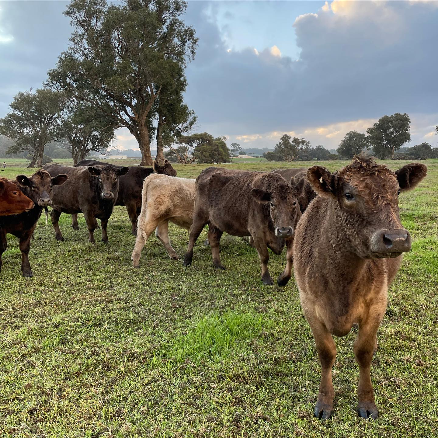 Fresh-Tracks-Farm-Cows.jpg