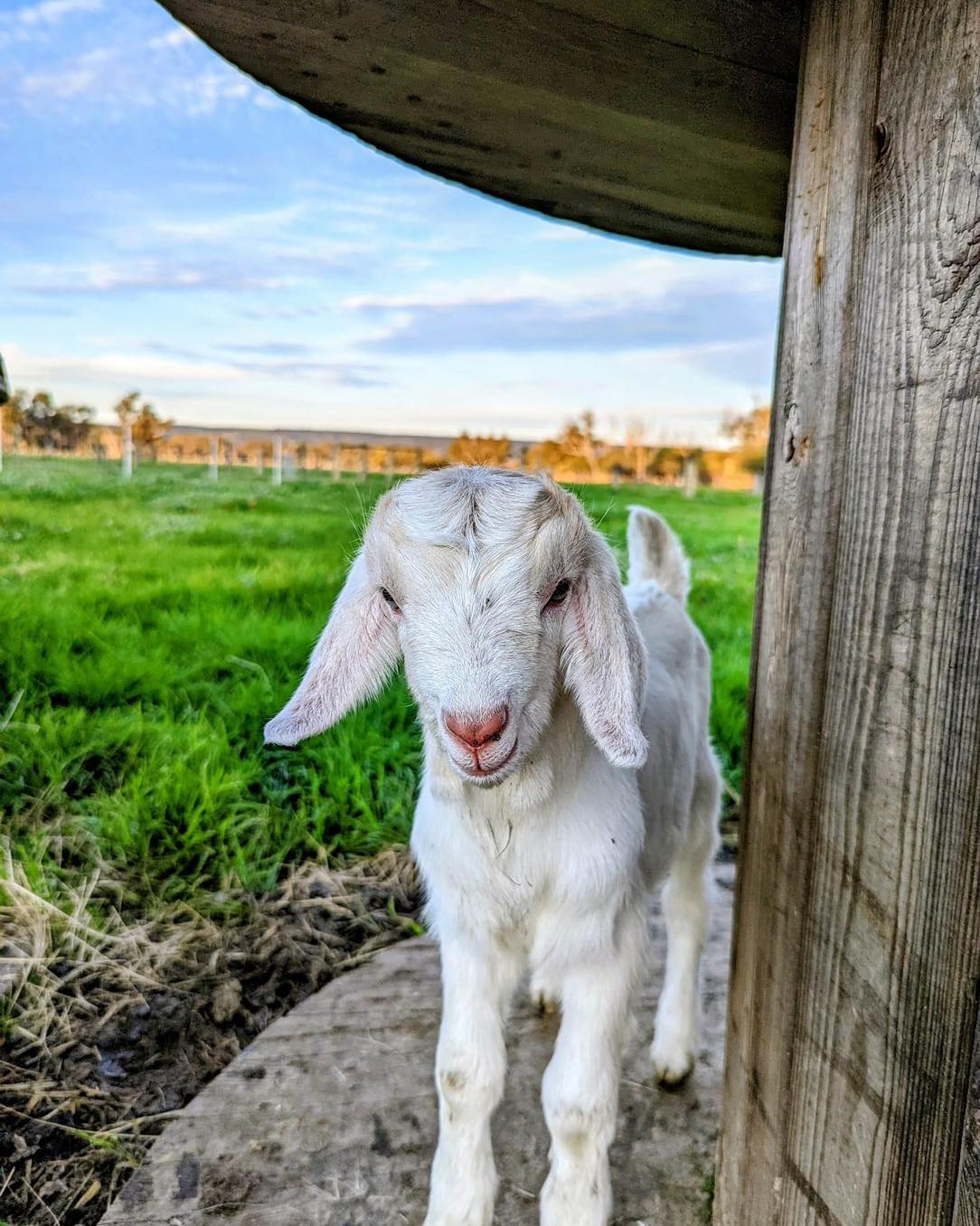 Harvey Farm Barn – Open Day