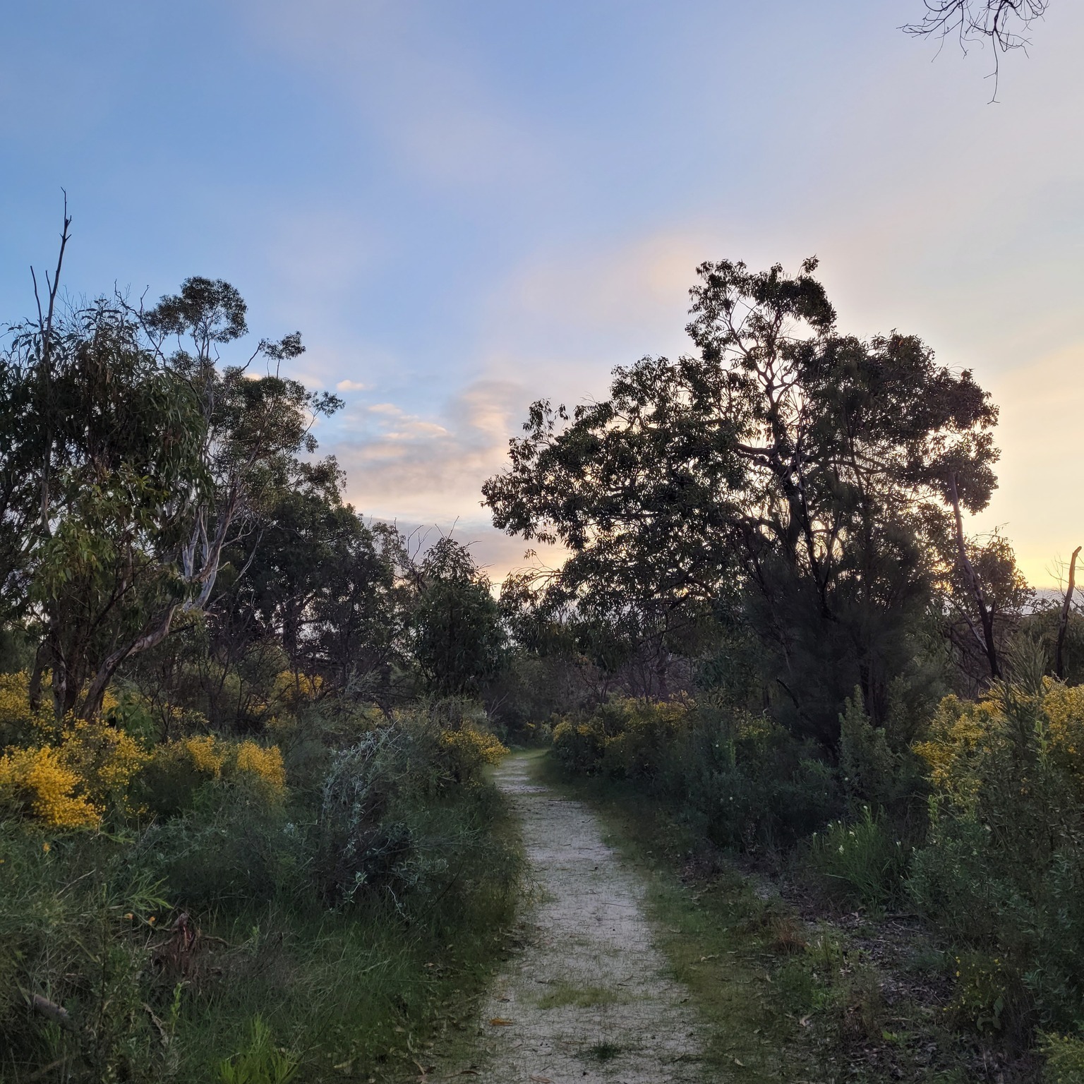Image of a bush walking trail