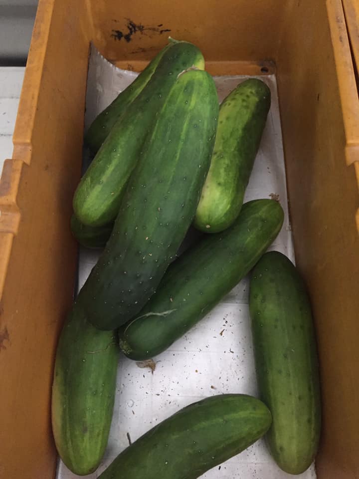 Cherubinos-Quality-Produce-Cucumber.jpg