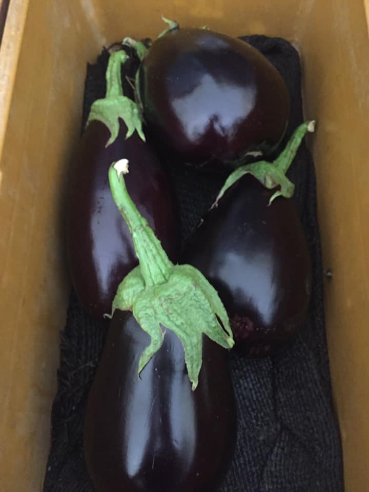 Cherubinos-Quality-Produce-Eggplant.jpg