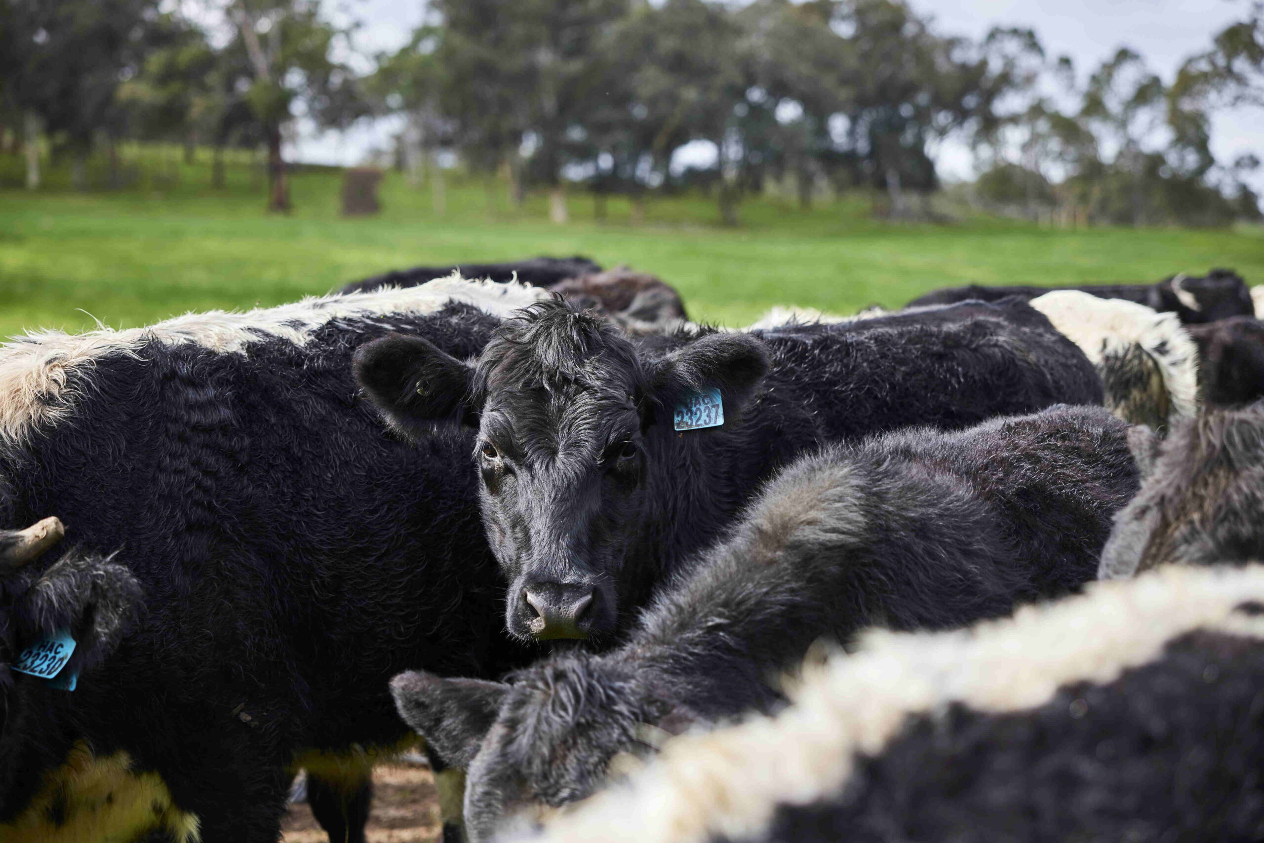 Image of cows in a paddock