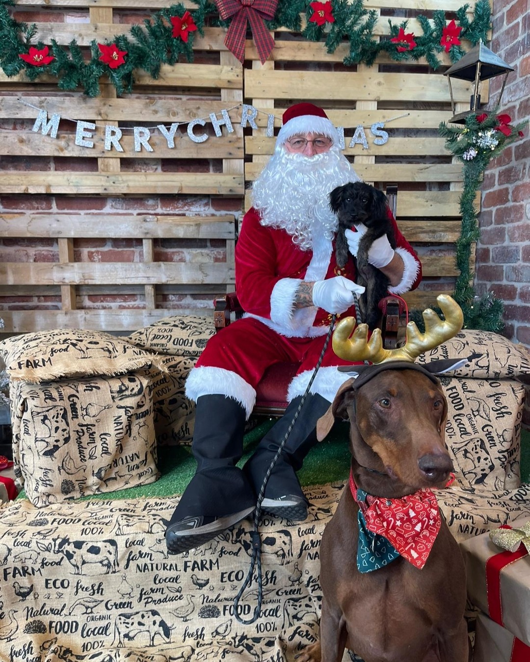 Santa Photos at the Treendale Farm Hotel