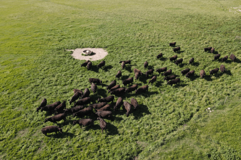 Lake Preston Beef Grows Its Presence in Vietnam