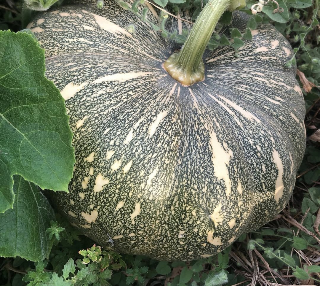 Harvey-Hills-Produce-Farm-Gate-PUMPKIN-2.jpg