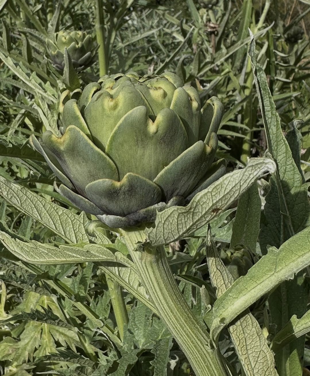 Harvey-Hills-Produce-Farm-Gate-artichoke.jpg