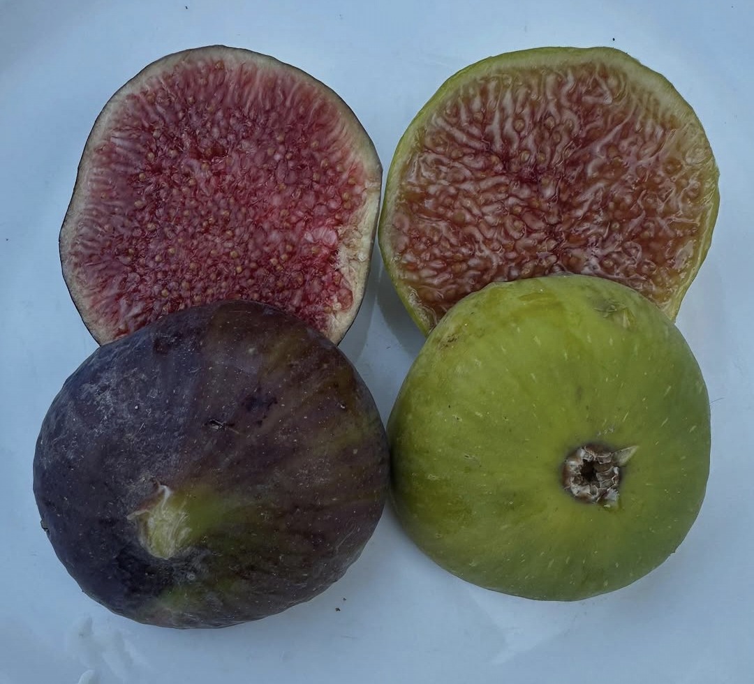 Harvey-Hills-Produce-Farm-Gate-figs.jpg