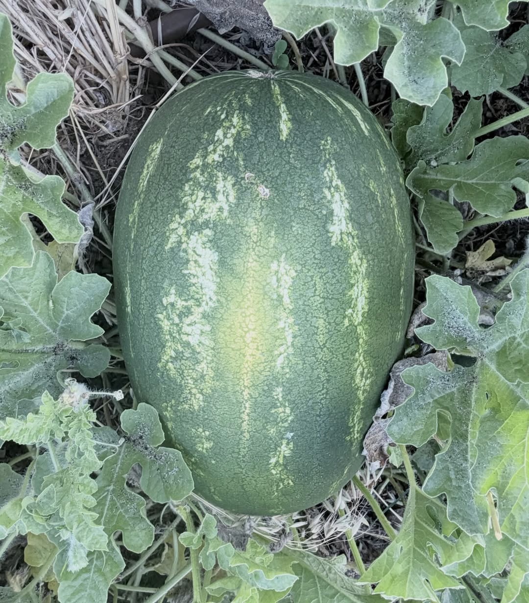 Harvey-Hills-Produce-Farm-Gate-watermelon.jpg