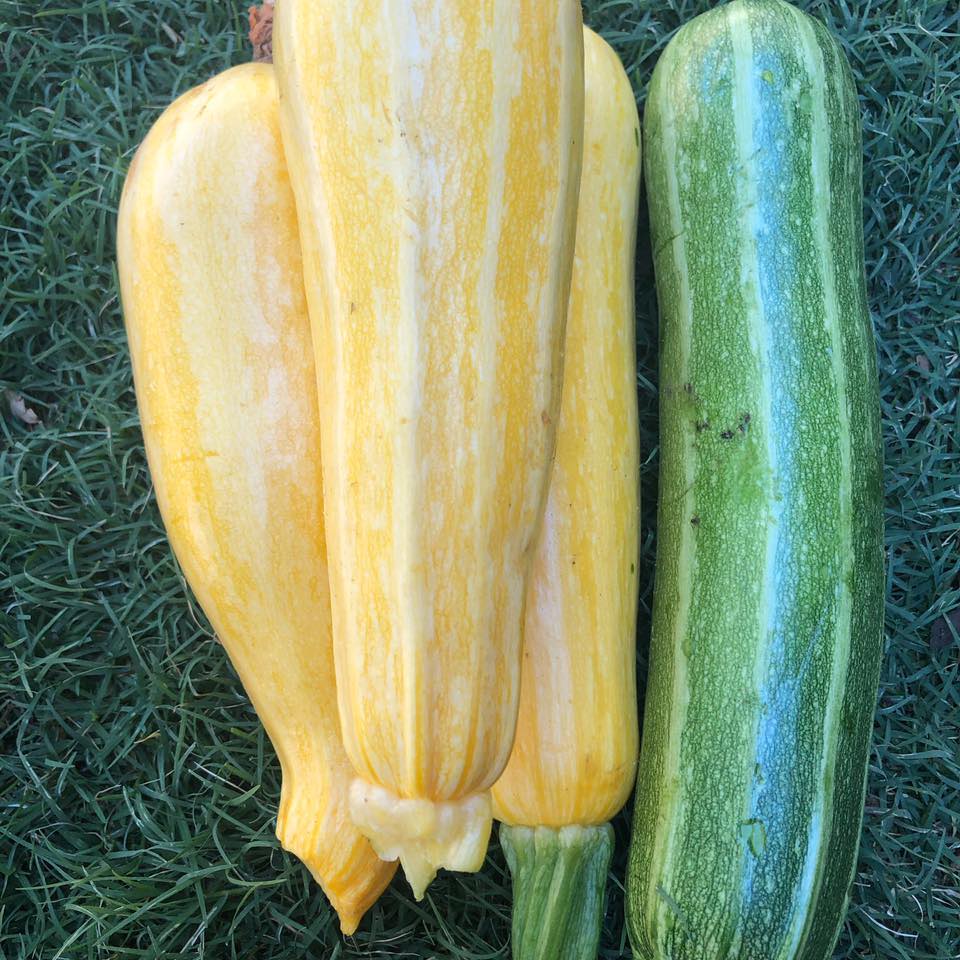 Harvey-Hills-Produce-Farm-Gate-zucchini.jpg