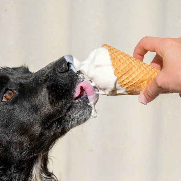 Vallee-Creative-Dog-licking-ice-cream.jpg