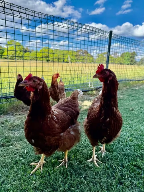 Myra-Downs-Chickens.jpg