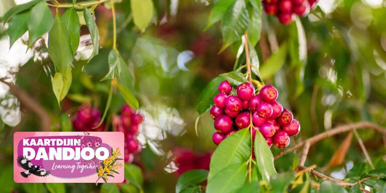 Kaartdijin Dandjoo –  Common Cultural Uses of Plants – Harvey Recreation and Cultural Centre