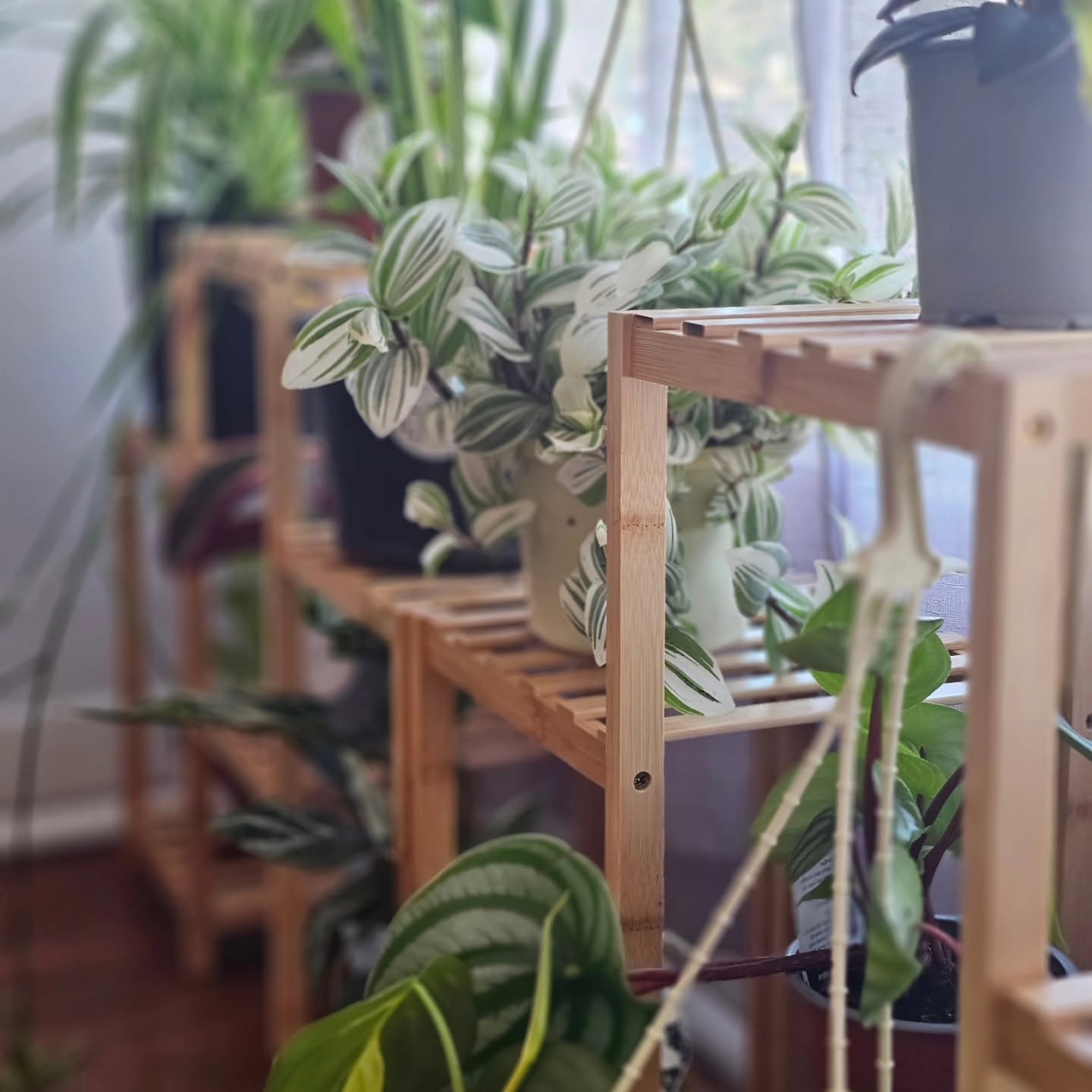 The-Nook-plants-2.jpg